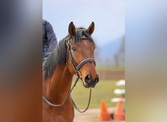 Cheval de sport allemand, Hongre, 6 Ans, 170 cm, Bai