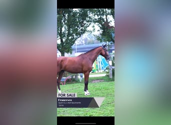 Cheval de sport allemand, Hongre, 6 Ans, 170 cm, Bai