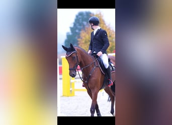 Cheval de sport allemand, Hongre, 6 Ans, 170 cm, Bai