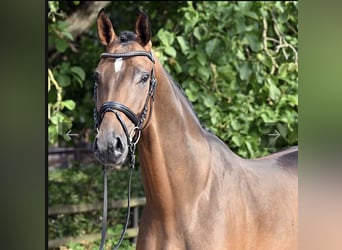 Cheval de sport allemand, Hongre, 6 Ans, 170 cm