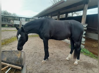 Cheval de sport allemand, Hongre, 6 Ans, 170 cm, Noir