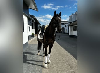 Cheval de sport allemand, Hongre, 6 Ans, 170 cm, Noir