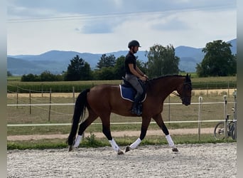 Cheval de sport allemand, Hongre, 6 Ans, 171 cm, Bai