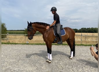 Cheval de sport allemand, Hongre, 6 Ans, 171 cm, Bai