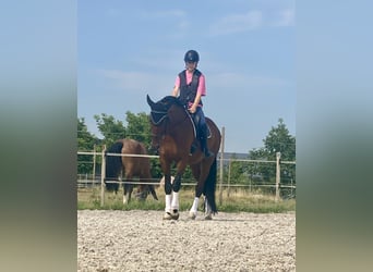 Cheval de sport allemand, Hongre, 6 Ans, 171 cm, Bai