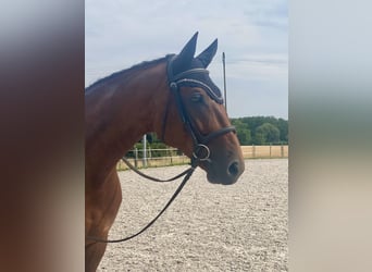 Cheval de sport allemand, Hongre, 6 Ans, 171 cm, Bai