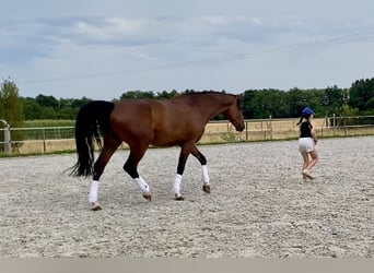 Cheval de sport allemand, Hongre, 6 Ans, 171 cm, Bai