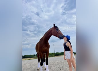 Cheval de sport allemand, Hongre, 6 Ans, 171 cm, Bai