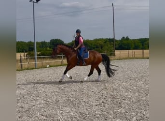 Cheval de sport allemand, Hongre, 6 Ans, 171 cm, Bai