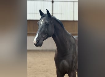 Cheval de sport allemand, Hongre, 6 Ans, 172 cm, Bai brun