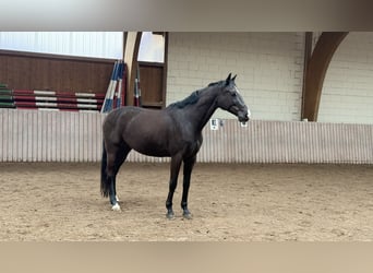 Cheval de sport allemand, Hongre, 6 Ans, 172 cm, Bai brun