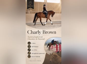 Cheval de sport allemand, Hongre, 6 Ans, 172 cm, Bai