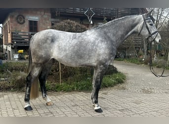 Cheval de sport allemand, Hongre, 6 Ans, 172 cm, Gris