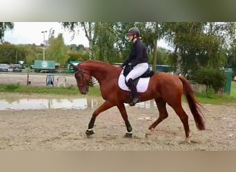 Cheval de sport allemand, Hongre, 6 Ans, 173 cm, Alezan