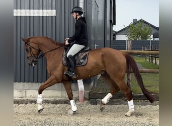 Cheval de sport allemand, Hongre, 6 Ans, 173 cm, Alezan