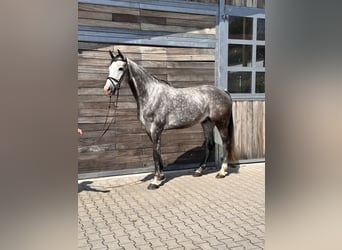 Cheval de sport allemand, Hongre, 6 Ans, 173 cm, Gris