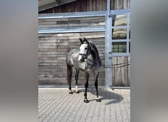 Cheval de sport allemand, Hongre, 6 Ans, 173 cm, Gris