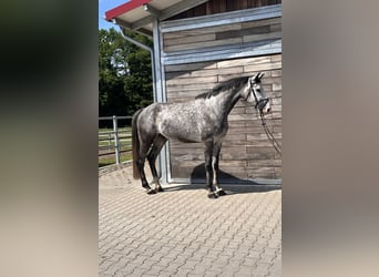 Cheval de sport allemand, Hongre, 6 Ans, 173 cm, Gris