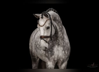 Cheval de sport allemand, Hongre, 6 Ans, 173 cm, Gris pommelé