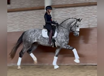 Cheval de sport allemand, Hongre, 6 Ans, 173 cm, Gris pommelé