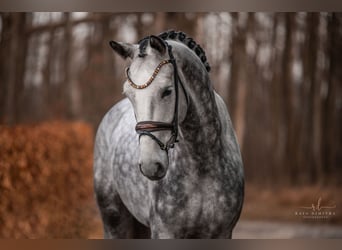 Cheval de sport allemand, Hongre, 6 Ans, 173 cm, Gris pommelé