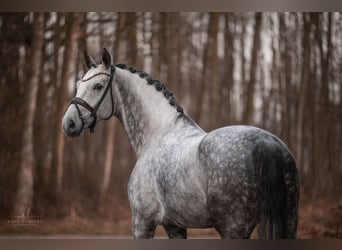 Cheval de sport allemand, Hongre, 6 Ans, 173 cm, Gris pommelé