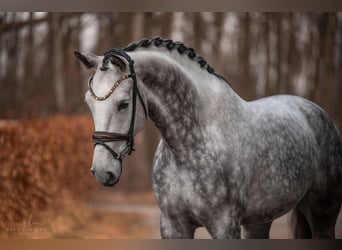 Cheval de sport allemand, Hongre, 6 Ans, 173 cm, Gris pommelé