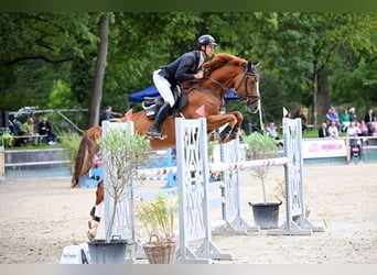 Cheval de sport allemand, Hongre, 6 Ans, 174 cm, Alezan