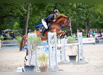 Cheval de sport allemand, Hongre, 6 Ans, 174 cm, Alezan
