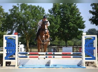 Cheval de sport allemand, Hongre, 6 Ans, 174 cm, Alezan