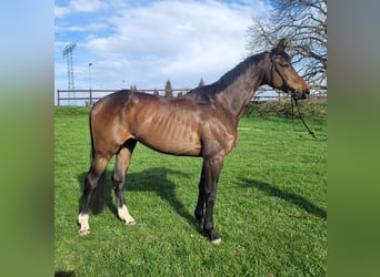 Cheval de sport allemand, Hongre, 6 Ans, 174 cm, Bai brun