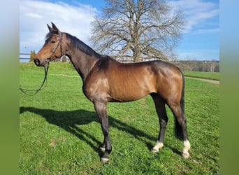 Cheval de sport allemand, Hongre, 6 Ans, 174 cm, Bai brun