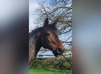 Cheval de sport allemand, Hongre, 6 Ans, 174 cm, Bai brun