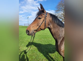 Cheval de sport allemand, Hongre, 6 Ans, 174 cm, Bai brun
