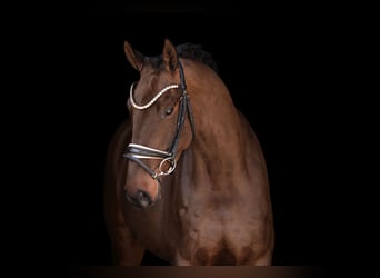 Cheval de sport allemand, Hongre, 6 Ans, 174 cm, Bai brun