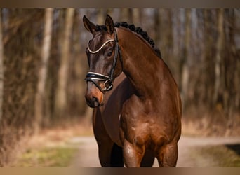 Cheval de sport allemand, Hongre, 6 Ans, 174 cm, Bai brun