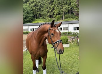 Cheval de sport allemand, Hongre, 6 Ans, 174 cm, Bai