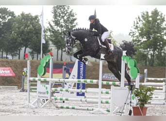 Cheval de sport allemand, Hongre, 6 Ans, 174 cm, Gris