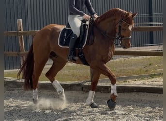 Cheval de sport allemand, Hongre, 6 Ans, 175 cm, Alezan