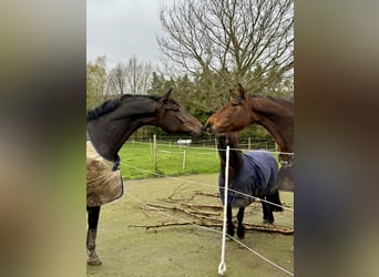 Cheval de sport allemand, Hongre, 6 Ans, 175 cm, Bai brun