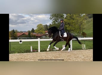 Cheval de sport allemand, Hongre, 6 Ans, 175 cm, Bai brun foncé