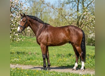 Cheval de sport allemand, Hongre, 6 Ans, 175 cm, Bai cerise