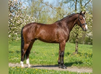 Cheval de sport allemand, Hongre, 6 Ans, 175 cm, Bai cerise