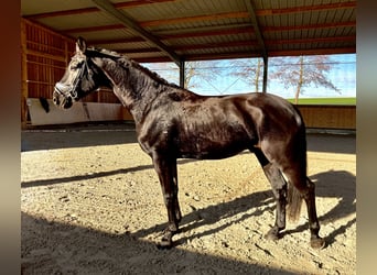 Cheval de sport allemand, Hongre, 6 Ans, 175 cm, Noir