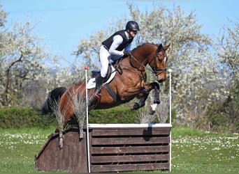 Cheval de sport allemand, Hongre, 6 Ans, 176 cm, Bai