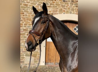 Cheval de sport allemand, Hongre, 6 Ans, 176 cm, Bai