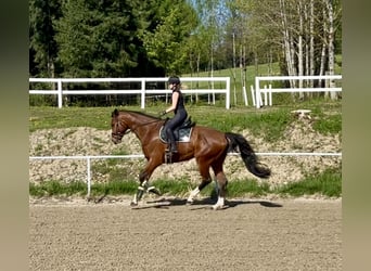 Cheval de sport allemand, Hongre, 6 Ans, 184 cm, Bai