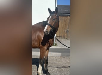 Cheval de sport allemand, Hongre, 6 Ans, 184 cm, Bai