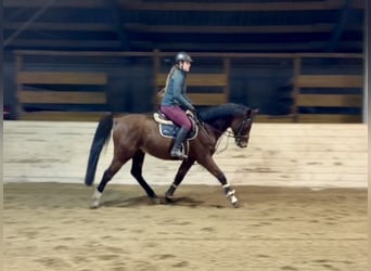 Cheval de sport allemand, Hongre, 7 Ans, 160 cm, Bai