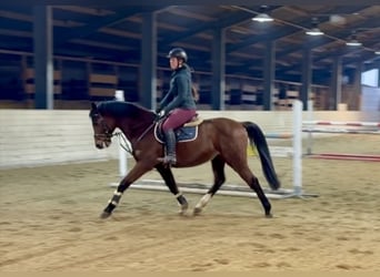 Cheval de sport allemand, Hongre, 7 Ans, 160 cm, Bai